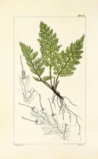 William Jackson Hooker - A century of ferns Pl78.webp