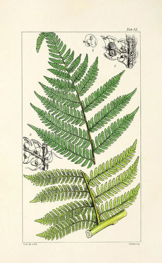 William Jackson Hooker - A century of ferns Pl81.webp