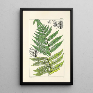 William Jackson Hooker - A century of ferns Pl81.webp