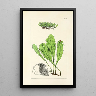 William Jackson Hooker - A century of ferns Pl82.webp