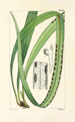 William Jackson Hooker - A century of ferns Pl83.webp