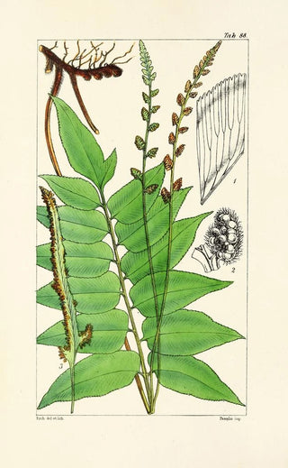 William Jackson Hooker - A century of ferns Pl84.webp
