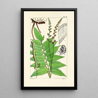 William Jackson Hooker - A century of ferns Pl84.webp