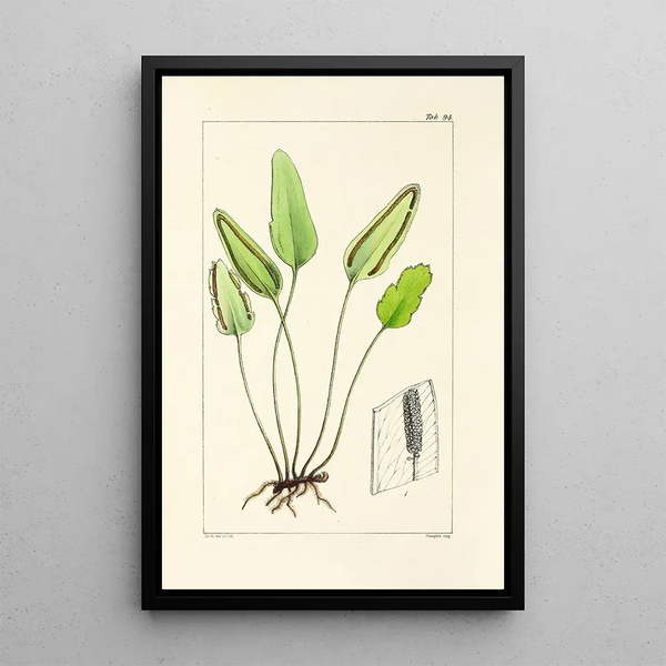 William Jackson Hooker - A century of ferns Pl90.webp