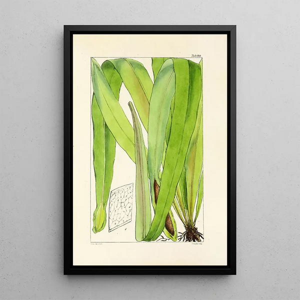William Jackson Hooker - A century of ferns Pl95.webp