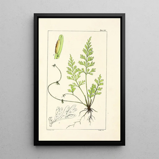 William Jackson Hooker - A century of ferns Pl96.webp