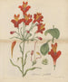 Belle alstroemeria - William Jackson Hooker — visning af kunstværket