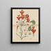 Belle alstroemeria - William Jackson Hooker — indrammet kunstværk på væggen