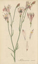 Alstroemeria rosea - William Jackson Hooker — visning af kunstværket
