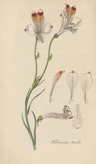 William Jackson Hooker - Alstroemeria tricolor.webp