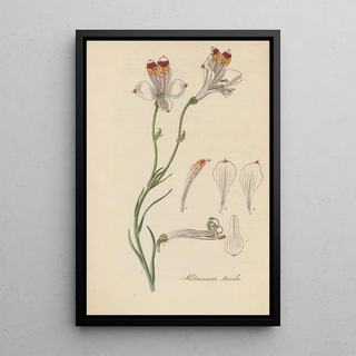 William Jackson Hooker - Alstroemeria tricolor.webp