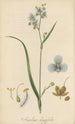 Aneilema longifolia - William Jackson Hooker — visning af kunstværket