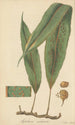 Aspidium nodosum - William Jackson Hooker — visning af kunstværket