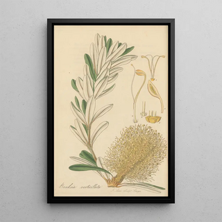 William Jackson Hooker - Banksia verticillata.webp