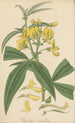 Baptisia nepalensis - William Jackson Hooker — visning af kunstværket