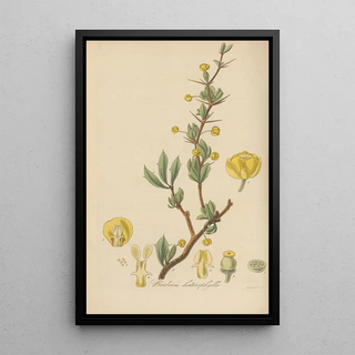 William Jackson Hooker - Berberis heterophylla.webp