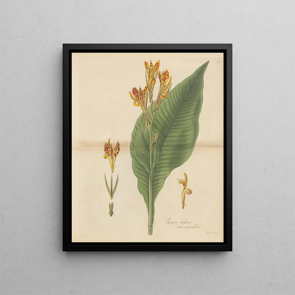 William Jackson Hooker - Canna indica var maculata.webp