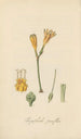 Chrysiphiala pauciflora - William Jackson Hooker — visning af kunstværket