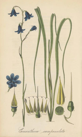 William Jackson Hooker - Conanthera campanulata.webp