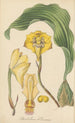 Dendrobium harrisoniae - William Jackson Hooker — visning af kunstværket