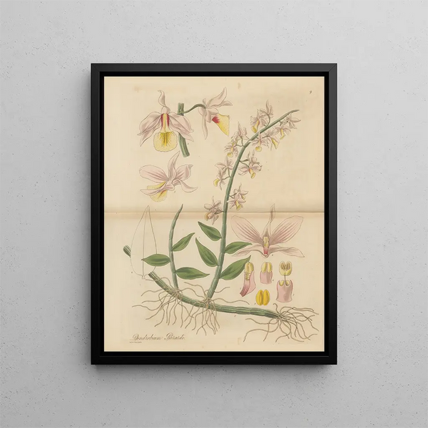 William Jackson Hooker - Dendrobium Pierardi.webp