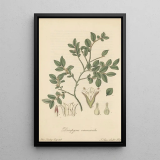 William Jackson Hooker - Diospyros vaccinioides.webp