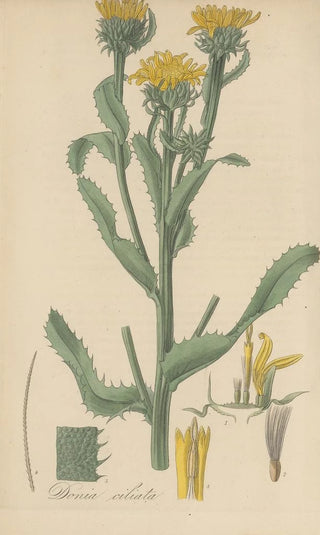 William Jackson Hooker - Donia ciliata.webp