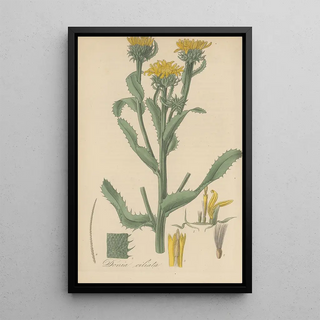 William Jackson Hooker - Donia ciliata.webp