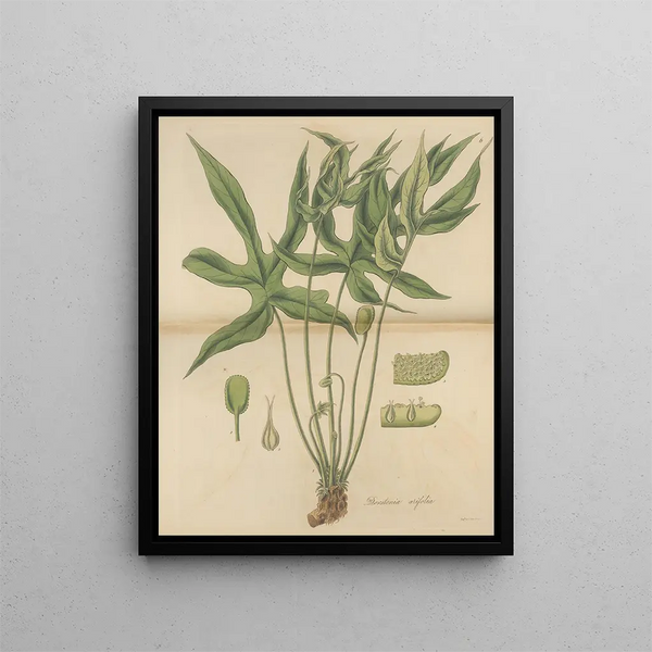 William Jackson Hooker - Dorstenia arifolia.webp
