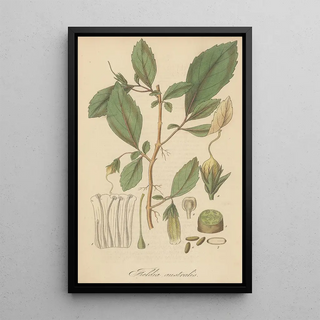 William Jackson Hooker - Fieldia australis.webp