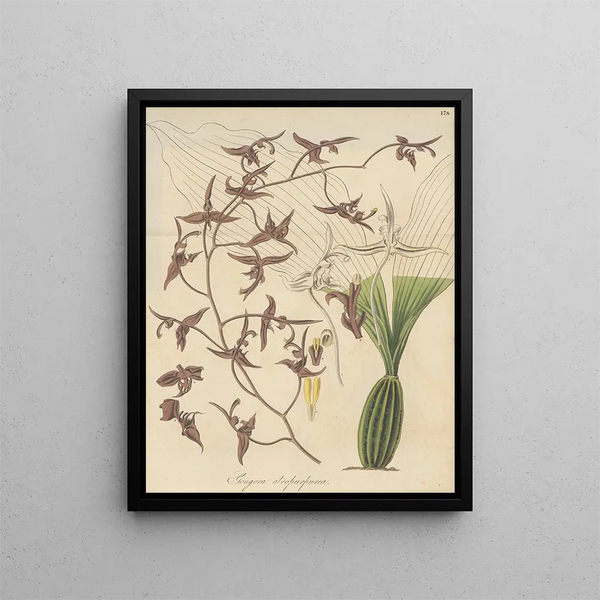 William Jackson Hooker - Gongora atropurpurea.webp