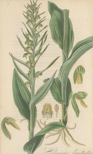 William Jackson Hooker - Habenaria bracteata.webp