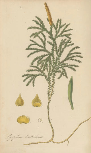 William Jackson Hooker - Lycopodium dendroideum.webp