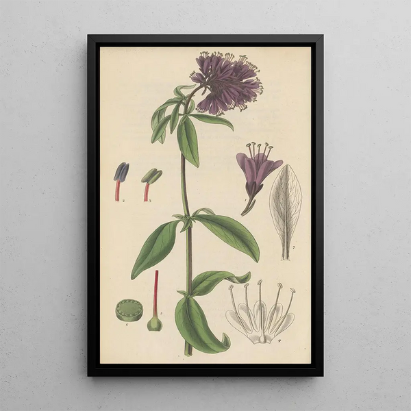William Jackson Hooker - Lysimachia atropurpurea.webp