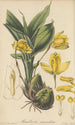 Maxillaria aromatica - William Jackson Hooker — visning af kunstværket
