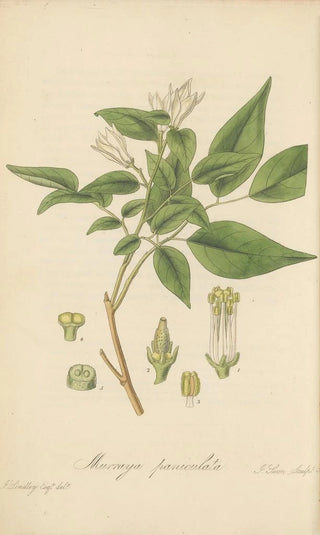 William Jackson Hooker - Murraya paniculata.webp