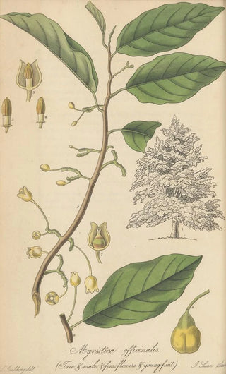 William Jackson Hooker - Myristica Officinalis.webp