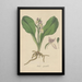 Orchis spectabilis - William Jackson Hooker — indrammet kunstværk på væggen