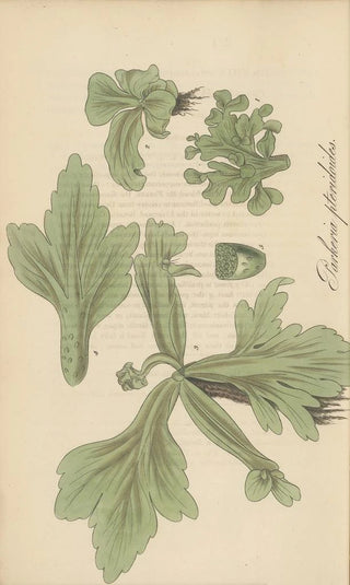 William Jackson Hooker - Parkeria pteridoides.webp