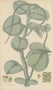 Peperomia incana - William Jackson Hooker — visning af kunstværket