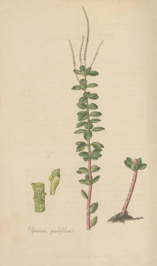 William Jackson Hooker - Peperomia quadrifolium.webp
