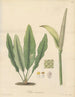 Pothos coriacea - William Jackson Hooker — visning af kunstværket