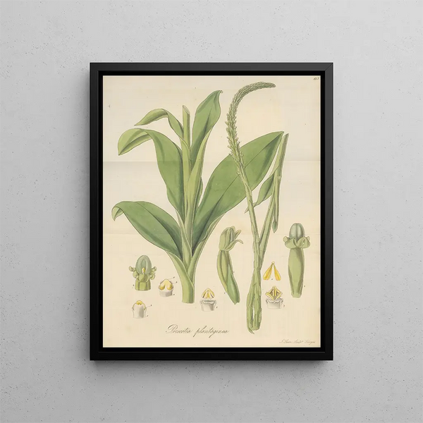 William Jackson Hooker - Prescotia plantaginea.webp