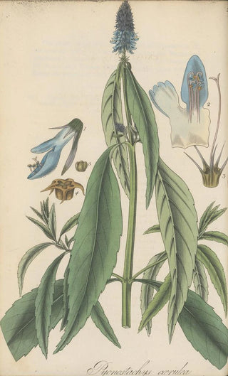 William Jackson Hooker - Pycnostachys coerulea.webp