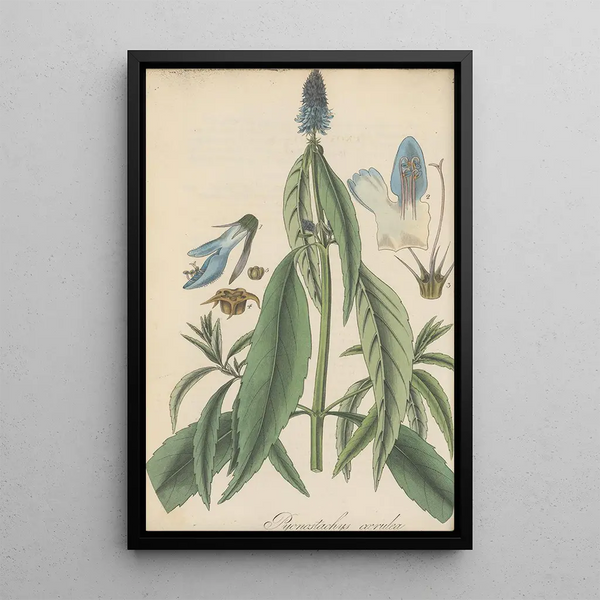 William Jackson Hooker - Pycnostachys coerulea.webp