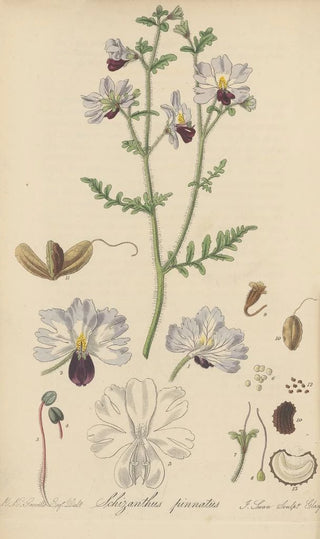 William Jackson Hooker - Schizanthus pinnatus.webp