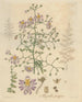 Schizanthus s'étendant - William Jackson Hooker — visning af kunstværket