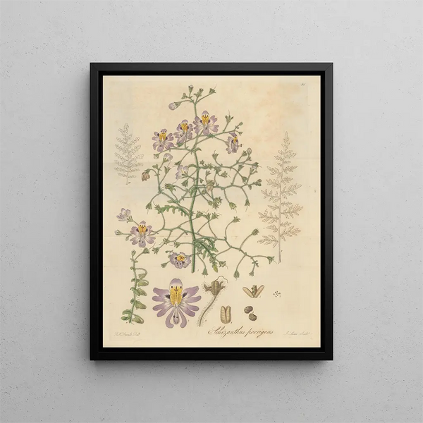 William Jackson Hooker - Schizanthus porrigens.webp