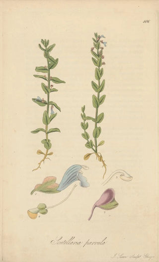 William Jackson Hooker - Scutellaria parvula.webp