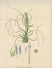 Tillandsia bulbosa - William Jackson Hooker — visning af kunstværket